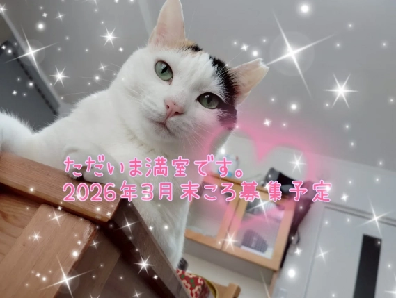 保護猫ちゃんと暮らせるシェアハウス「陽だまりの猫」＠西大宮